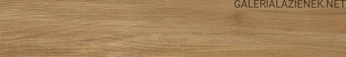 alessandria camel.jpg